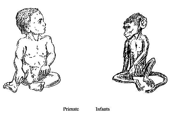 Primate Infants: picture of
human and primate infants to show difference in fat
distribution.