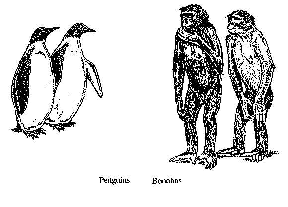  Penguins: picture of
penguins in bipedal stance. Bonobos: picture of bonobos in
bipedal stance.