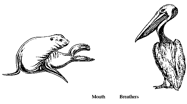 Mouth Breathers: pictures of seal and pelican.