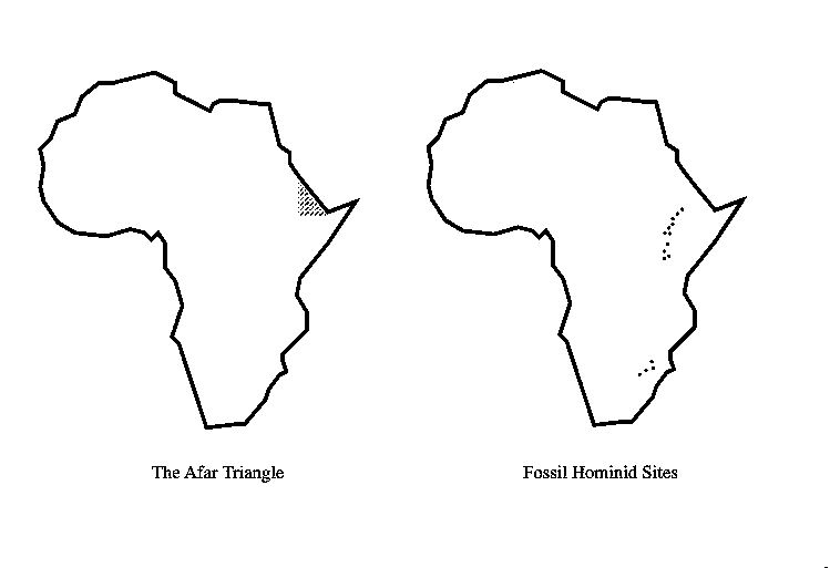 Two outline maps of Africa,
labelled: 'The Afar Triangle' and 'Fossil Hominid Sites'