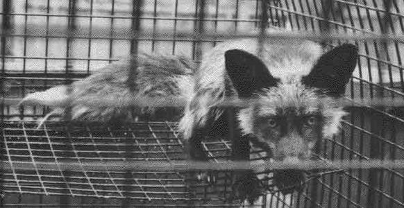 Caged Fox